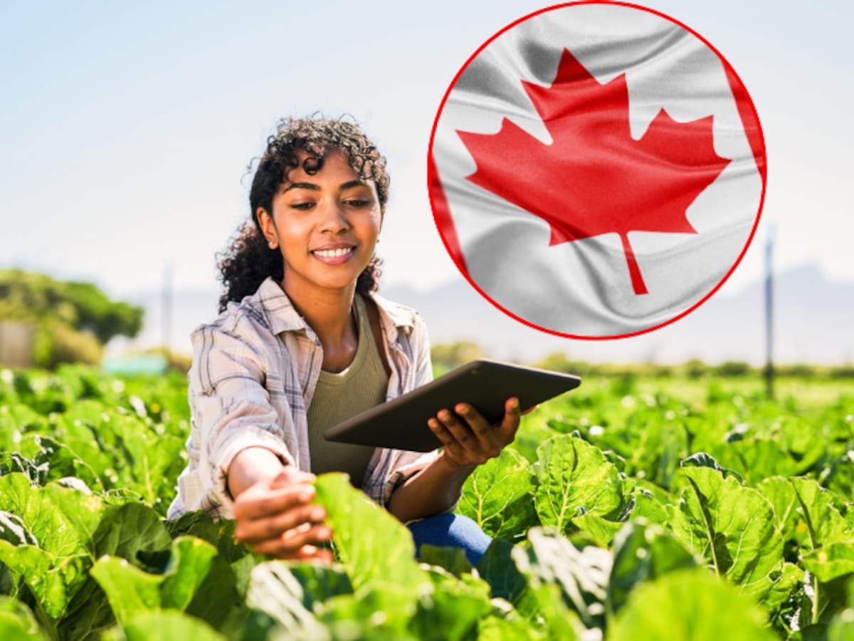 Hay trabajo en Canadá para colombianos que quieran trabajar en el campo: Salarios de $12 millones