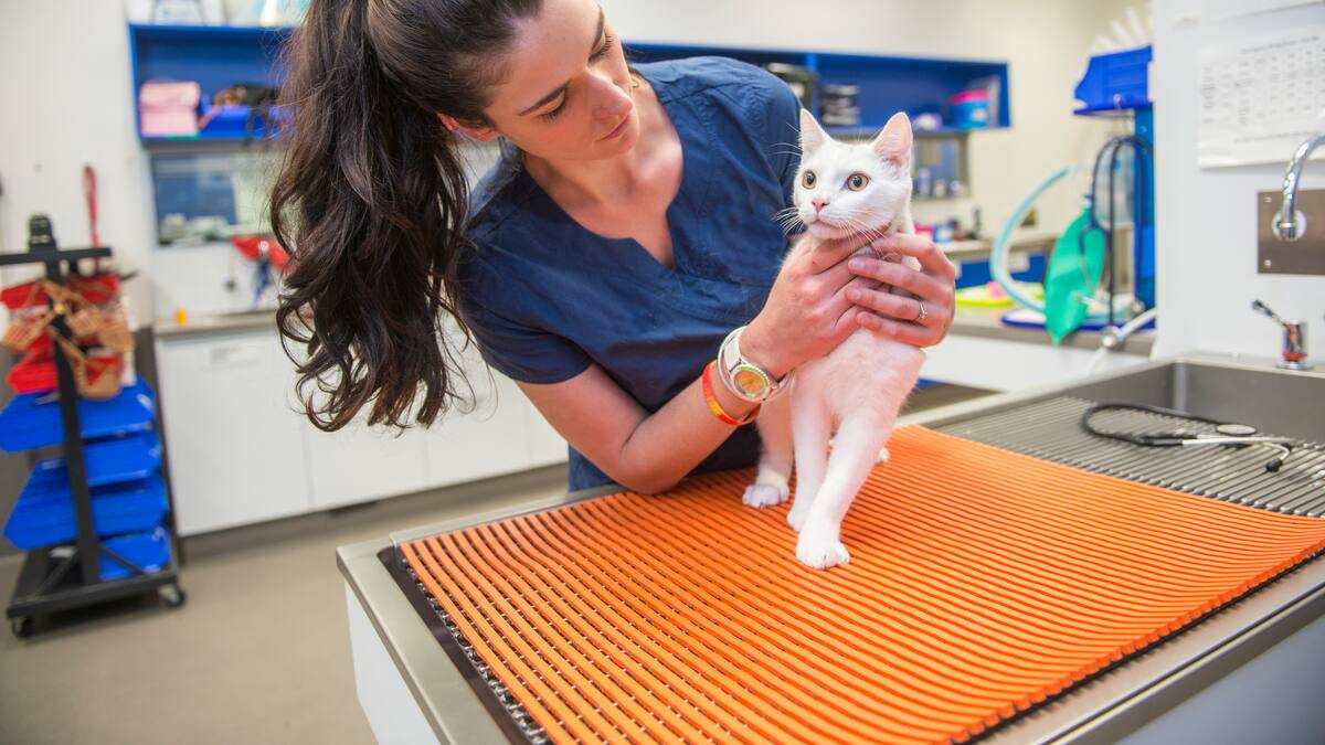 Estas son las clínicas veterinarias y guarderías que se encuentran en Chía, Cundinamarca