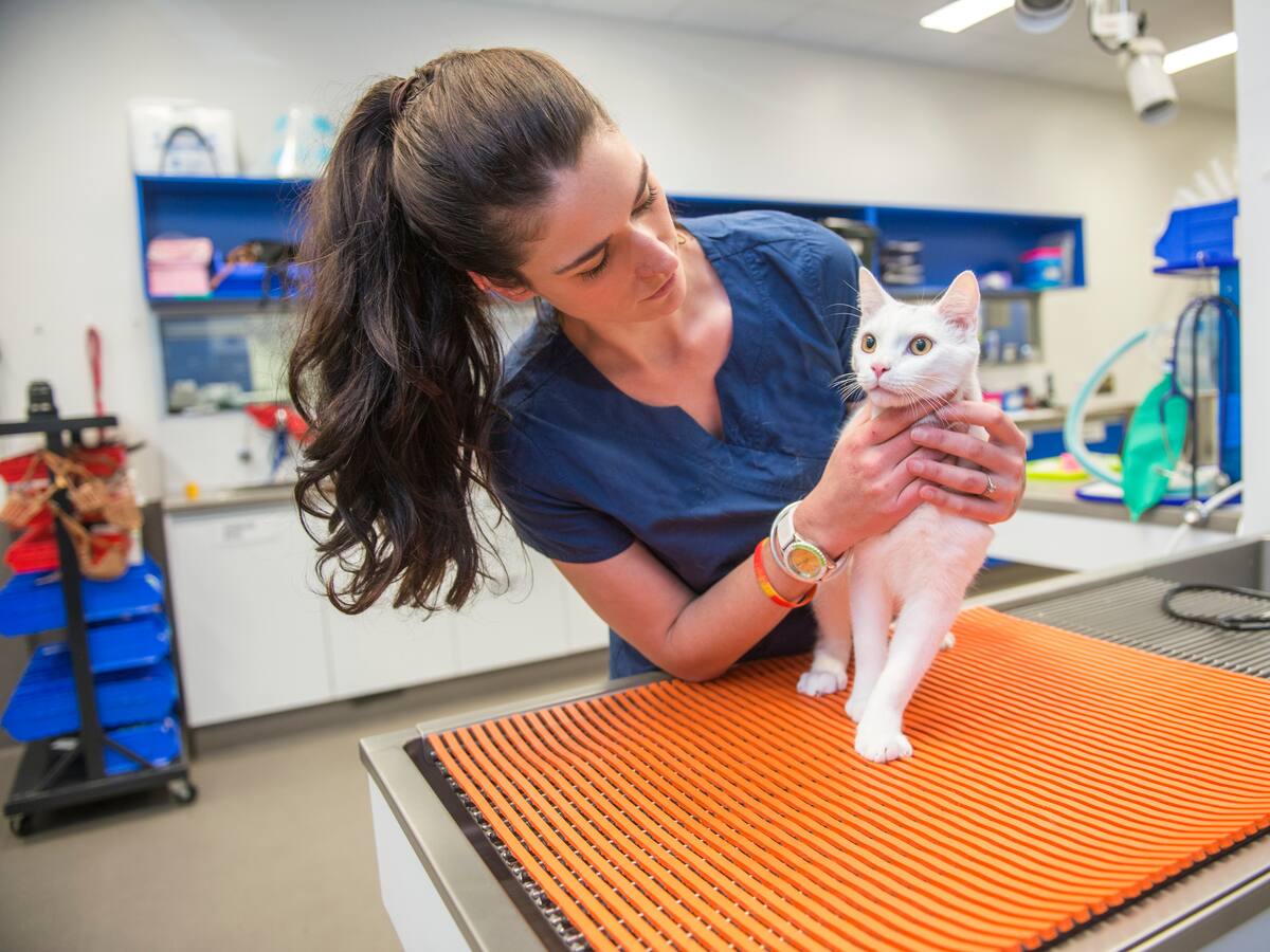 Estas son las clínicas veterinarias y guarderías que se encuentran en Chía, Cundinamarca