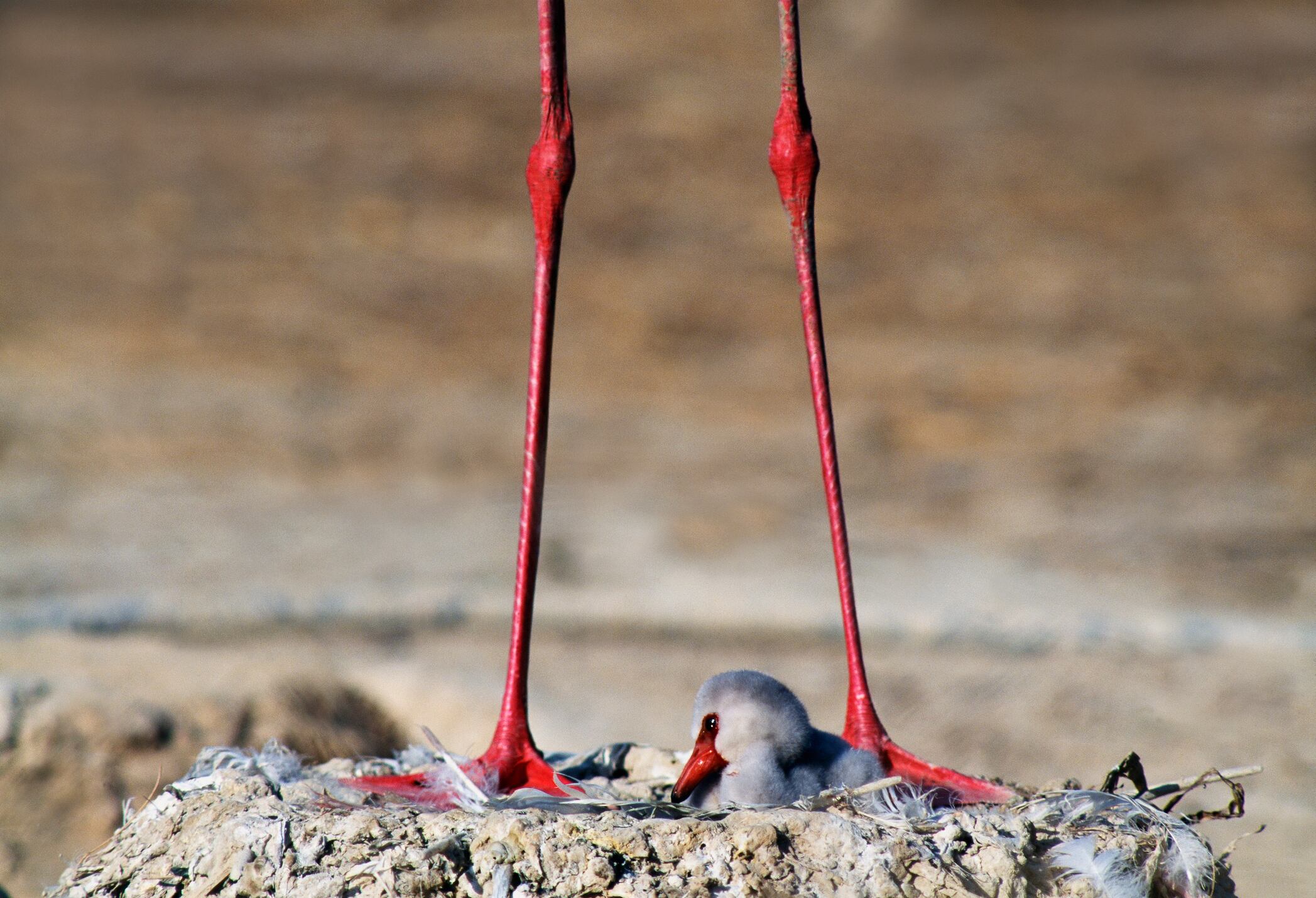 Patas de un Flamenco, imagen de referencia. Foto: Getyy images.