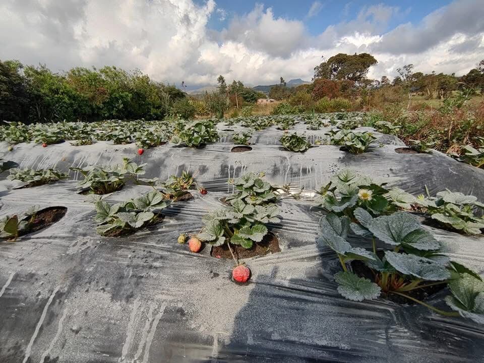 Bastas hectáreas quedaron completamente cubiertas por la ceniza. Crédito: Resguardo Kokonuko.