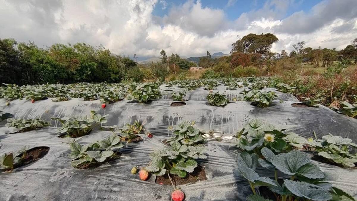 Estado de emergencia en el oriente del Cauca por ceniza volcánica