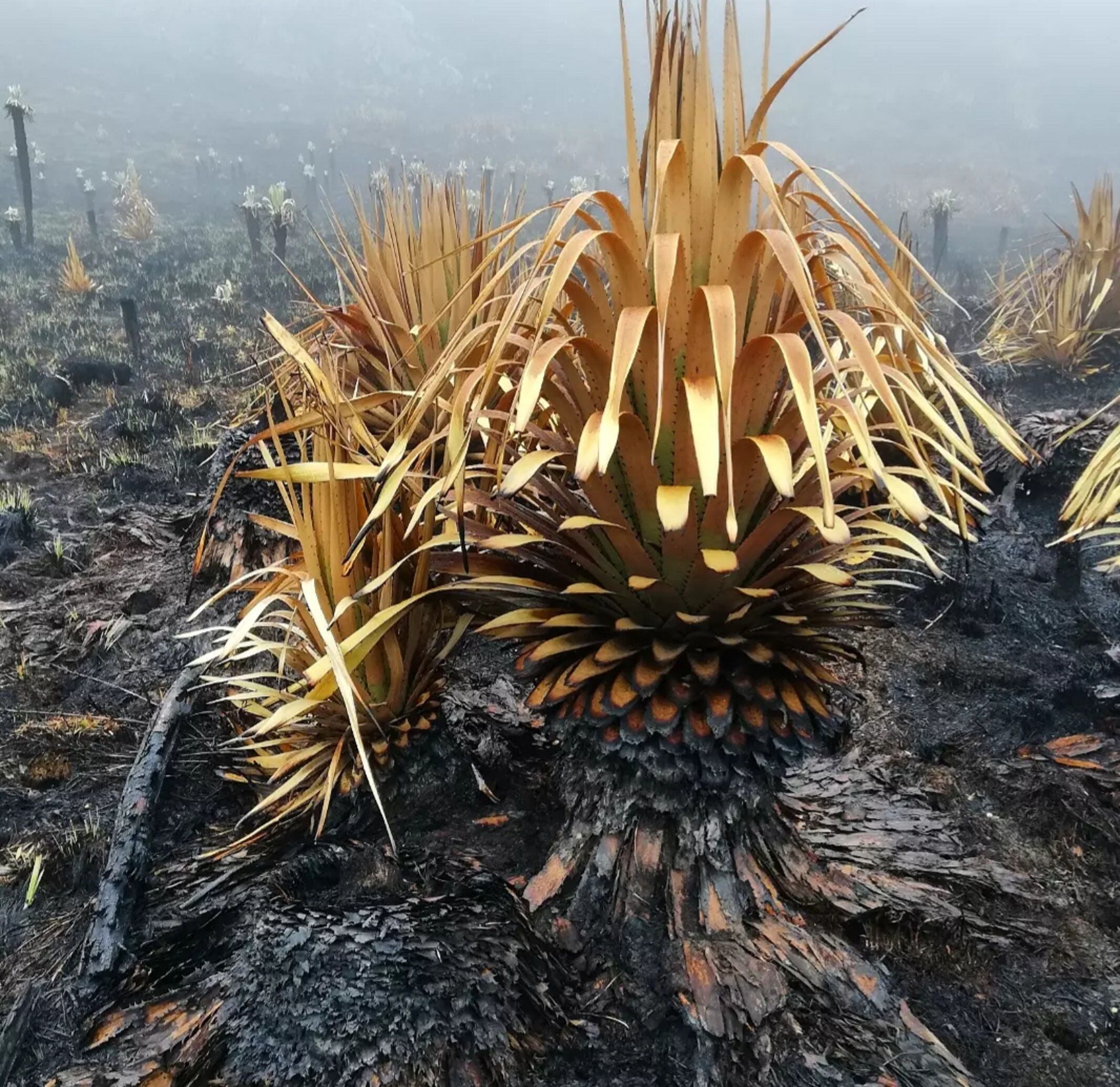 Foto: Caminante Daniel Camilo Castillo.