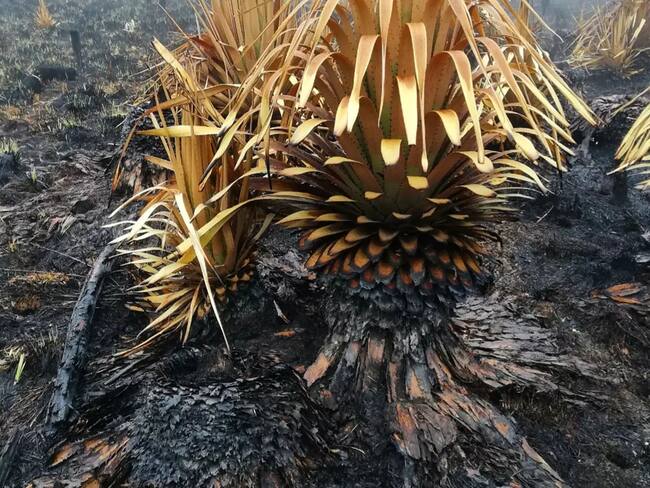 Foto: Caminante Daniel Camilo Castillo.