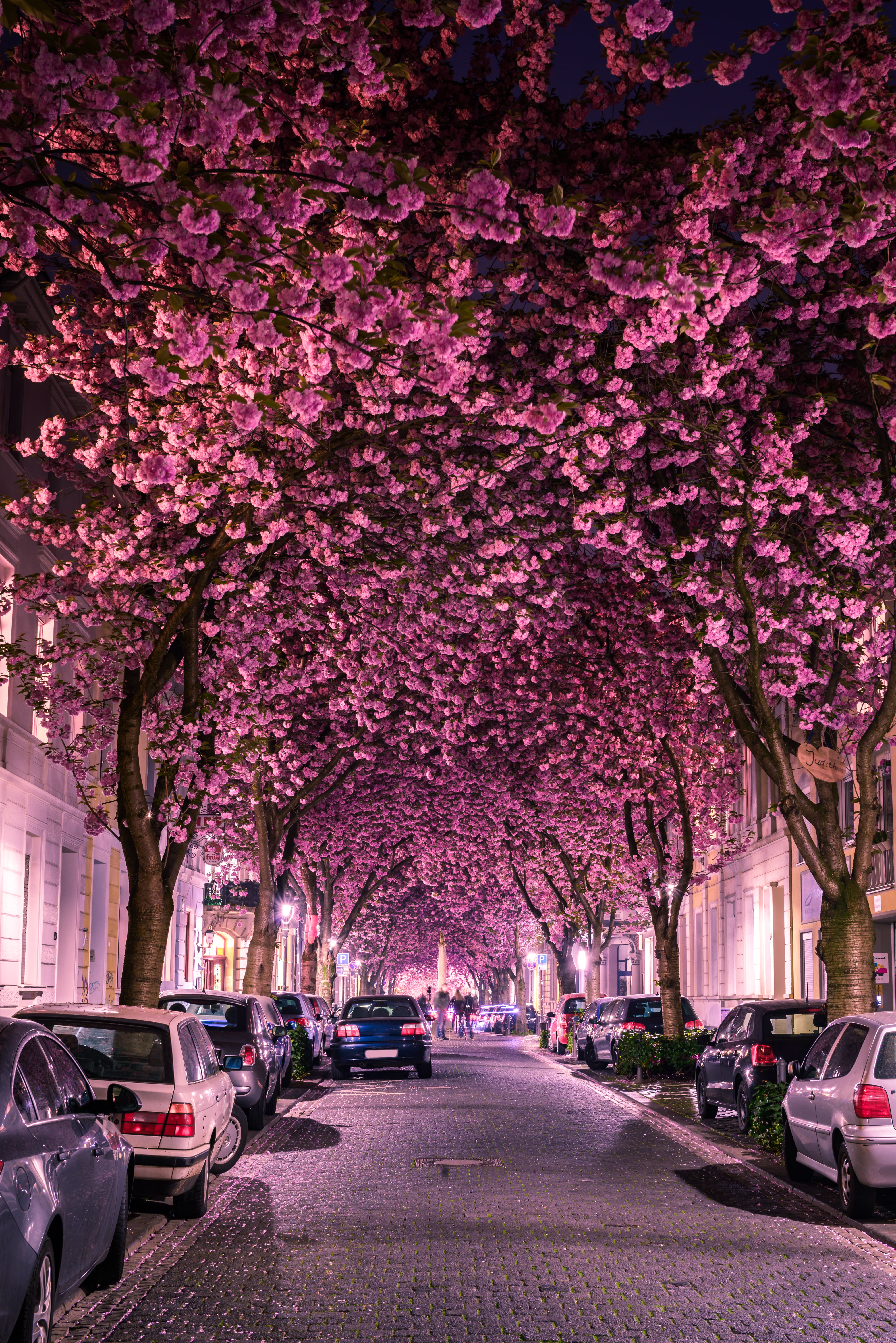 Árboles de cerezo en una calle de Bonn, Alemania (GettyImages)