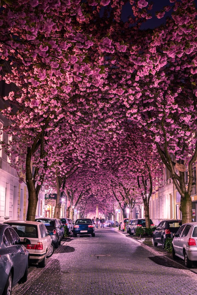 Árboles de cerezo en una calle de Bonn, Alemania (GettyImages)