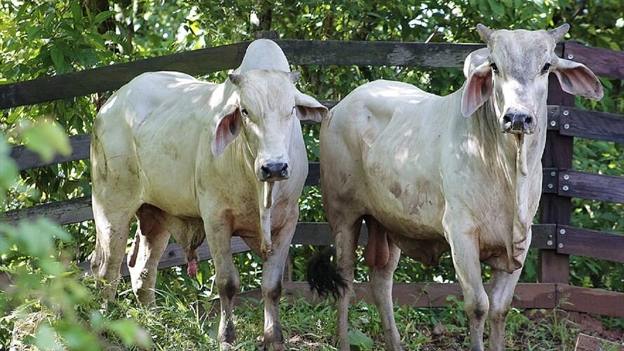 Fiebre aftosa. Foto: Colprensa