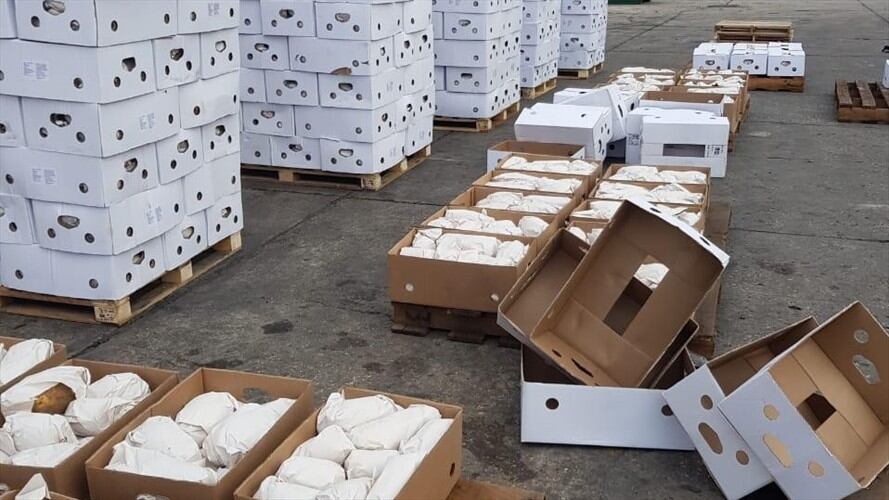 Fueron exportadas tres toneladas de ñame, cultivado en El Carmen de Bolívar. Foto: Cattleyas Fruits