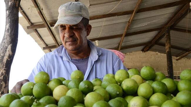 En Atlántico, ha habido una erradicación de 19.000 plantas enfermas con el HLB en unas 56 zonas. Foto: Colprensa.