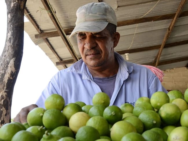 En Atlántico, ha habido una erradicación de 19.000 plantas enfermas con el HLB en unas 56 zonas. Foto: Colprensa.