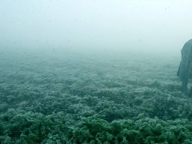 El gobierno trazó ruta de inversión en el campo para el segundo semestre de 2017. Foto: Colprensa