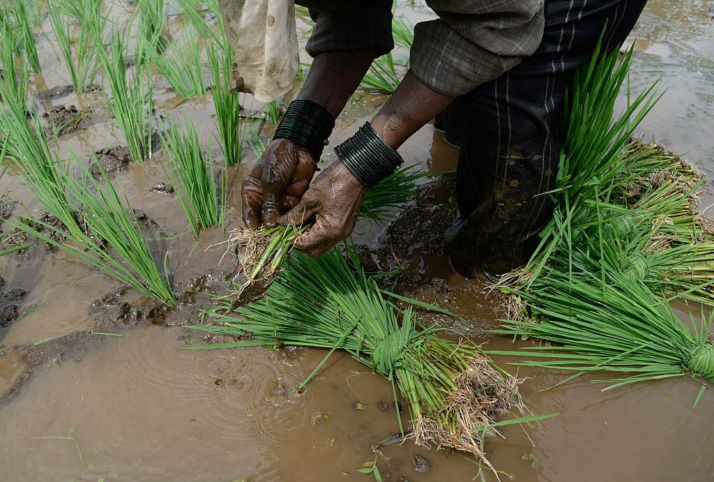 “No hay planeación en la siembra de arroz”, advierte experto en crédito y desarrollo agropecuario 