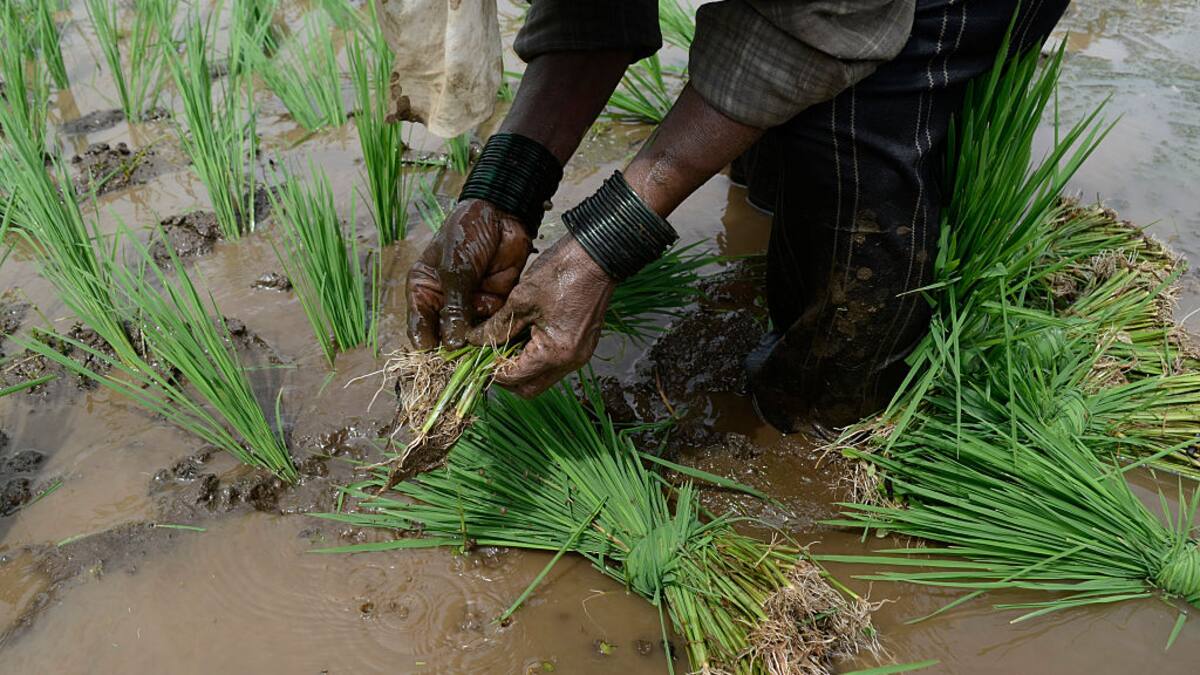 “No hay planeación en la siembra de arroz”, advierte experto en crédito y desarrollo agropecuario