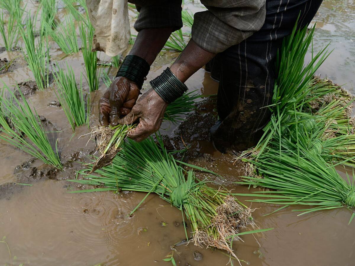 “No hay planeación en la siembra de arroz”, advierte experto en crédito y desarrollo agropecuario