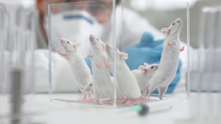 Científicos logran reproducir a ratones del mismo sexo. Foto: Getty Images