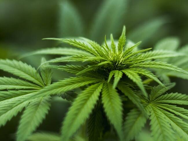 Lo que necesita saber sobre el negocio de cannabis medicinal en Colombia