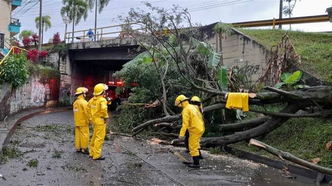 Caída de árboles en Pereira. Foto: Suministrada