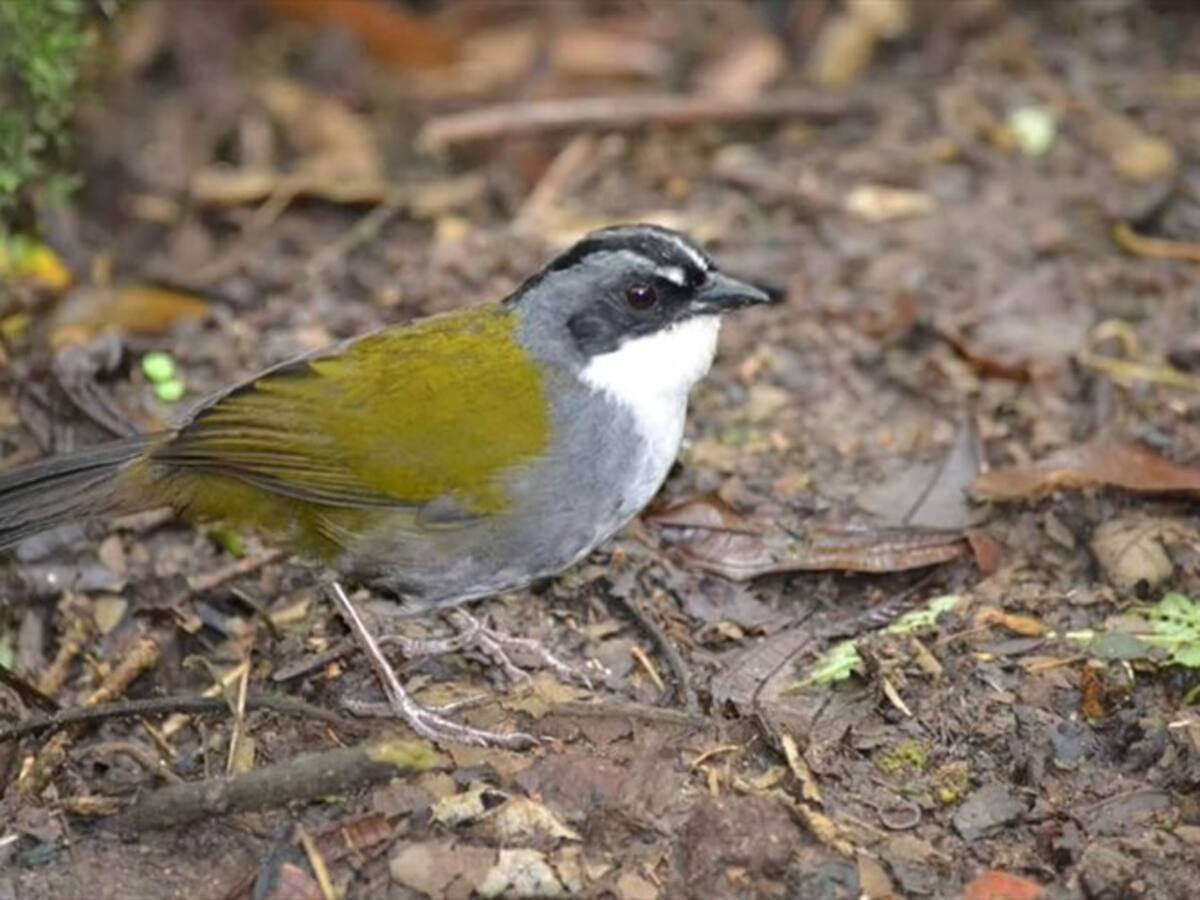 Denuncian que constructora CFC acelera construcciones en reserva natural de Manizales