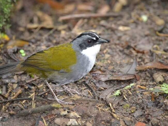 La reserva forestal Río Blanco, que está al borde de la construcción de Tierra Viva, es una de las principales fuentes hídricas de la ciudad de Manizales. Foto: Adrian Rodríguez (W Radio)