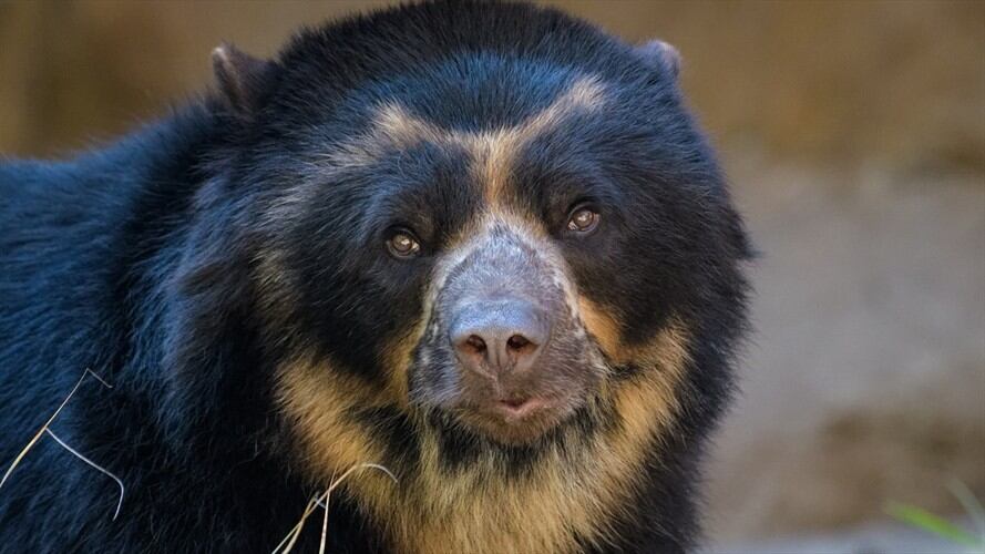 Con las corporaciones autónomas no se puede contar en este despelote institucional: Lourdes Zimmerman. Foto: Getty Images