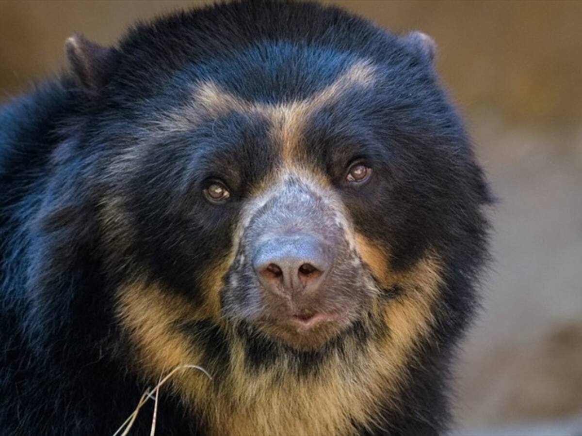 Denuncian lamentables condiciones en albergues para animales silvestres