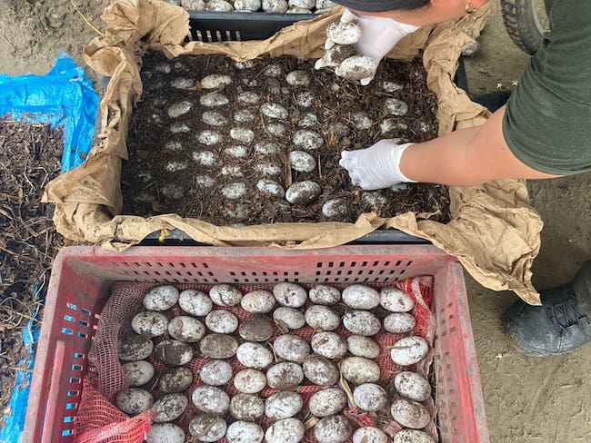 Policía del Magdalena encontró más de mil huevos de babilla que fueron abandonados