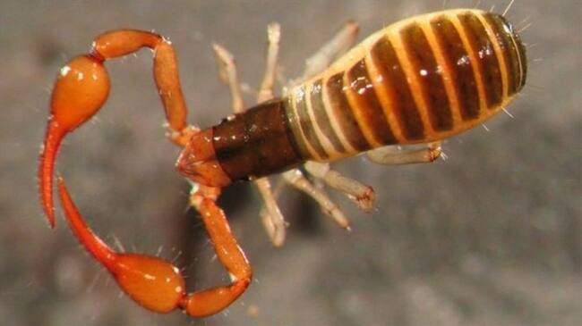 Los científicos creen que podemos aprender de la capacidad de los seudoescorpiones para "apagarse".. Foto: BBC Mundo