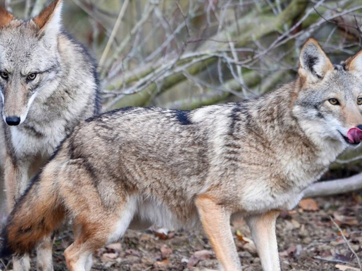 Coyotes, la especie invasora que podría llegar a Colombia