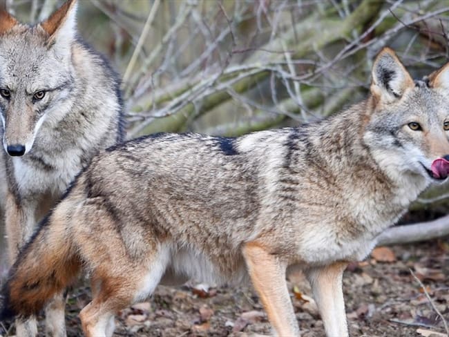 Coyotes, la especie invasora que podría llegar a Colombia