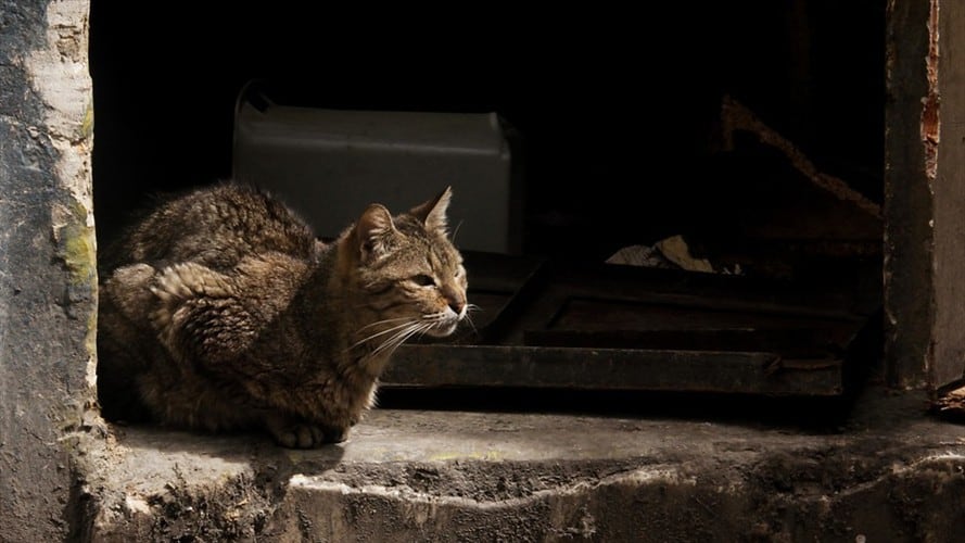 La fundación Por Amor a Rocky denunció en Sigue La W este nuevo caso de maltrato animal. . Foto: Colprensa - Diego Pineda
