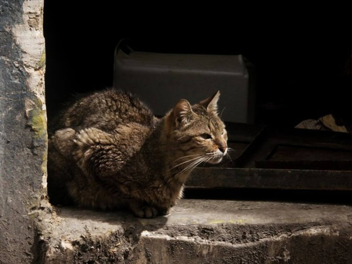 Decenas de gatos murieron en un camión que iba desde Valledupar a Bogotá