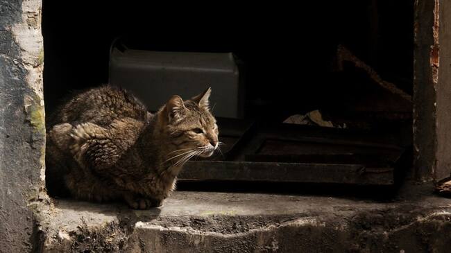 La fundación Por Amor a Rocky denunció en Sigue La W este nuevo caso de maltrato animal. . Foto: Colprensa - Diego Pineda