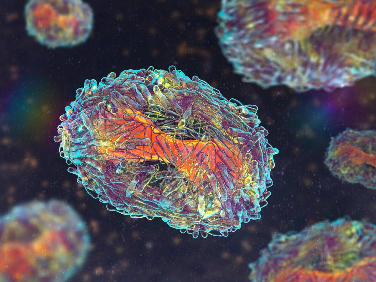 ¿Qué es una zoonosis y como se transmite? Los colombianos estamos expuestos