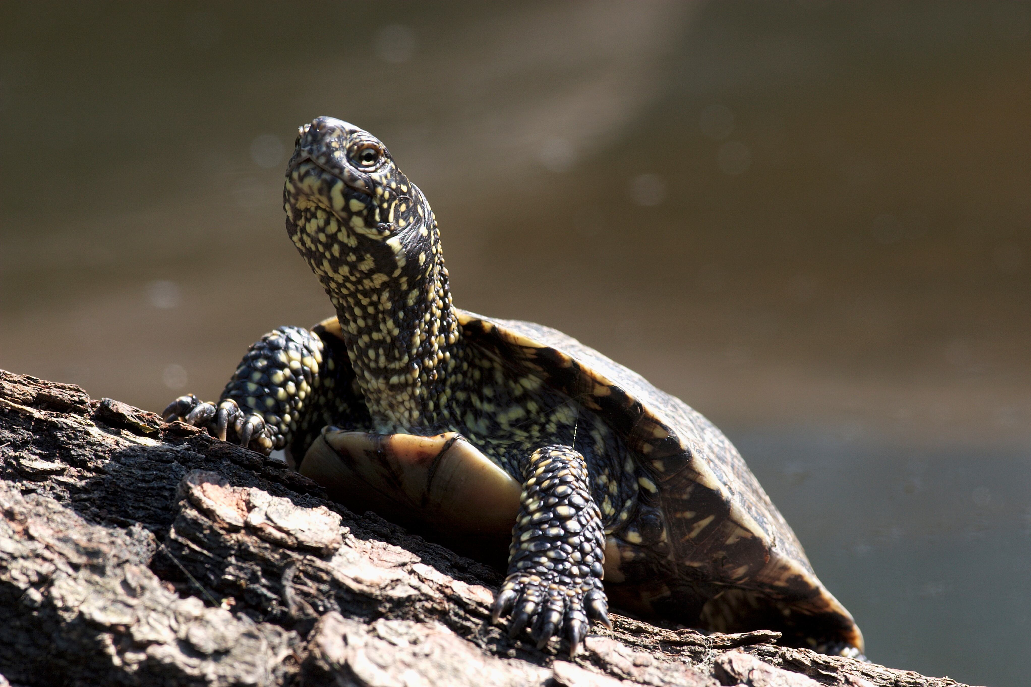 Tortuga tomando el sol (GettyImages)