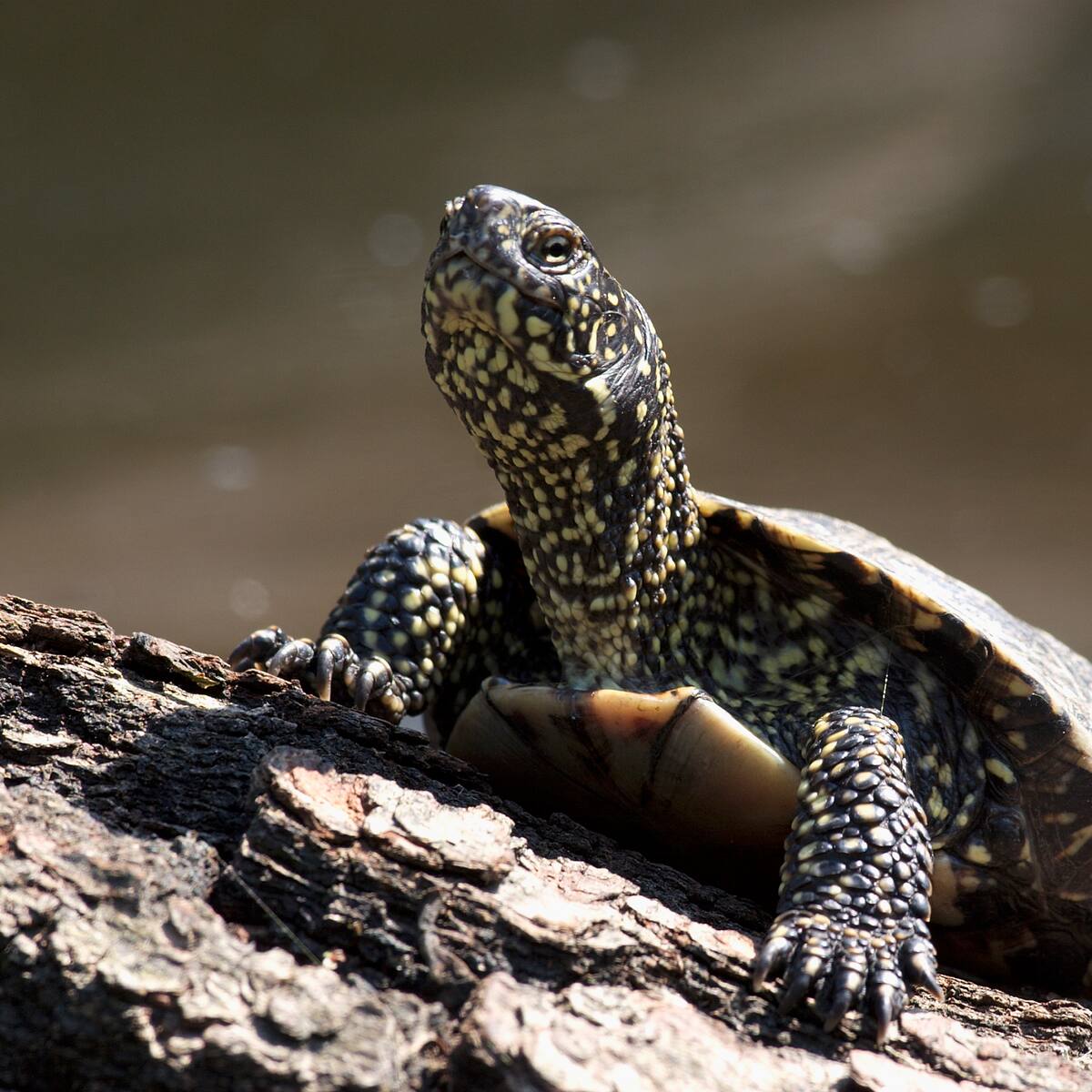 ¿Cómo diferenciar a una tortuga terrestre de una acuática? Esto dicen los expertos