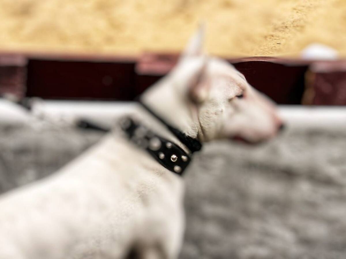 Una menor resultó gravemente herida después del ataque de dos perros en Popayán