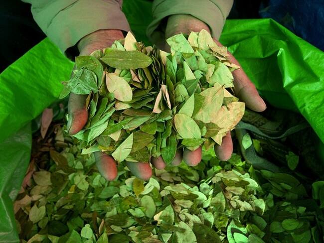 A la gente se le olvidó que la hoja de coca hace parte de Latinoamérica: Fabiola Piñacué