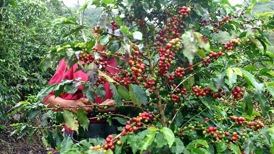 Producción de café cerró el 2019 con excelentes números según la FNC. Foto: Colprensa