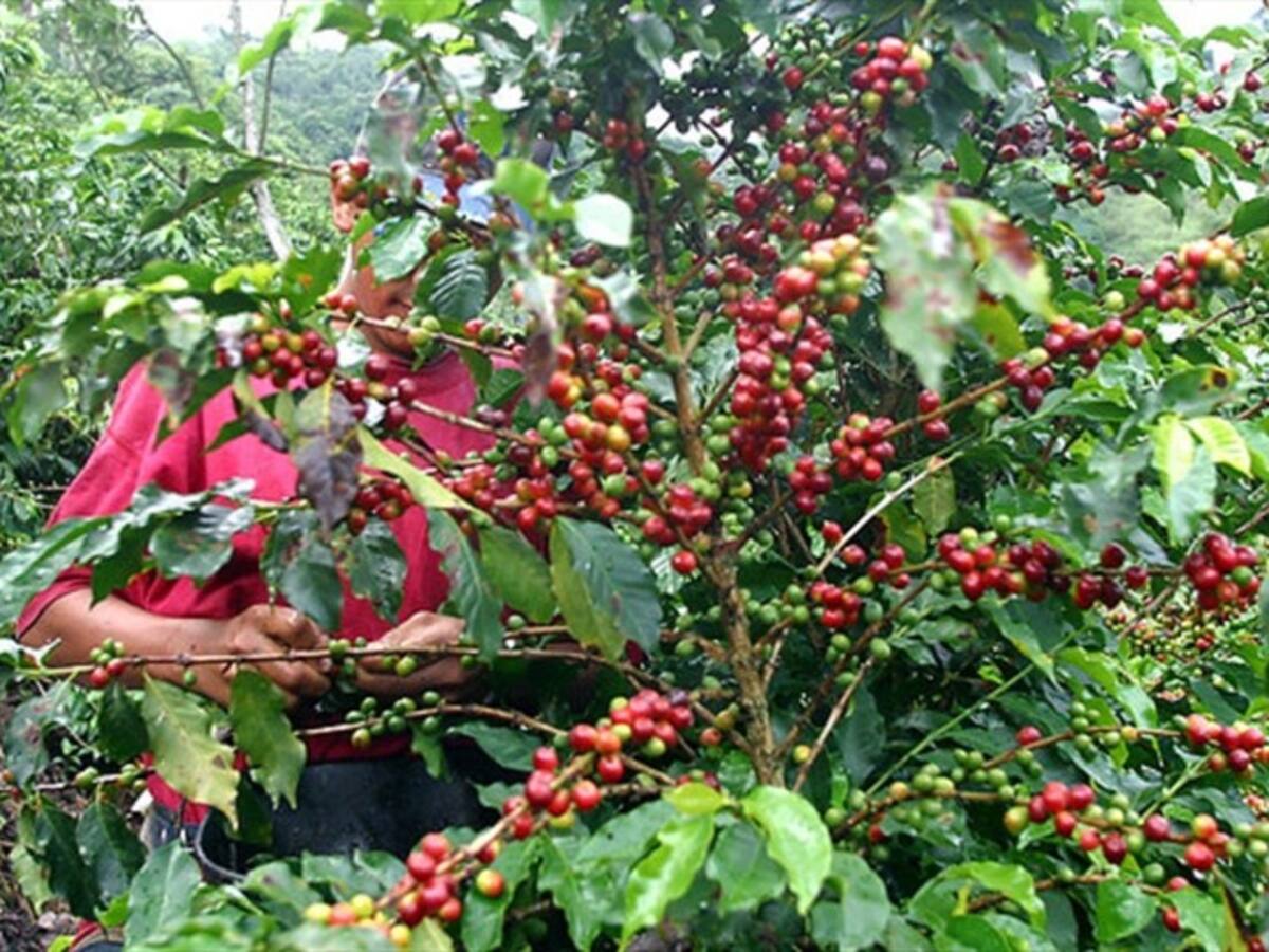 Producción de café cerró el 2019 con excelentes números, según la FNC