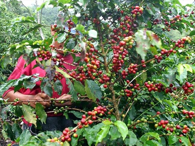 Producción de café cerró el 2019 con excelentes números según la FNC. Foto: Colprensa