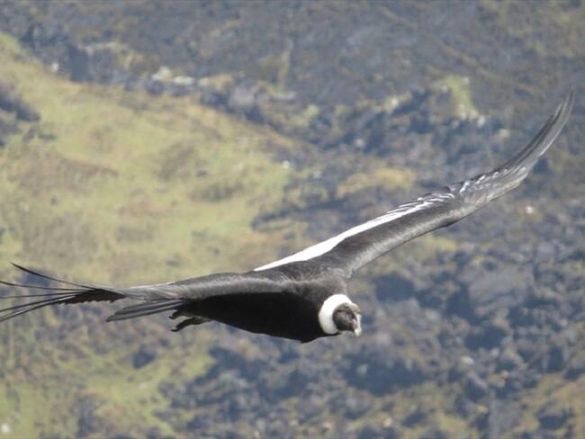 CONDOR PÁRAMO . Foto: cóndor Fundación Neotropical