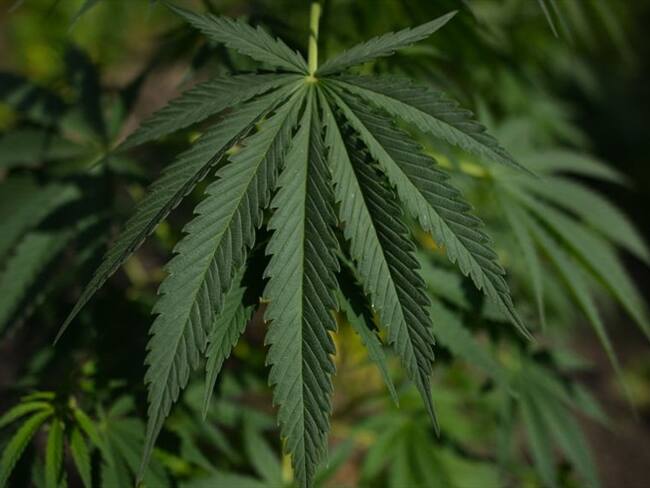 "Este contrato acelera significativamente el plan internacional de investigación y desarrollo de Medcann", indicó la empresa. Foto: Getty Images