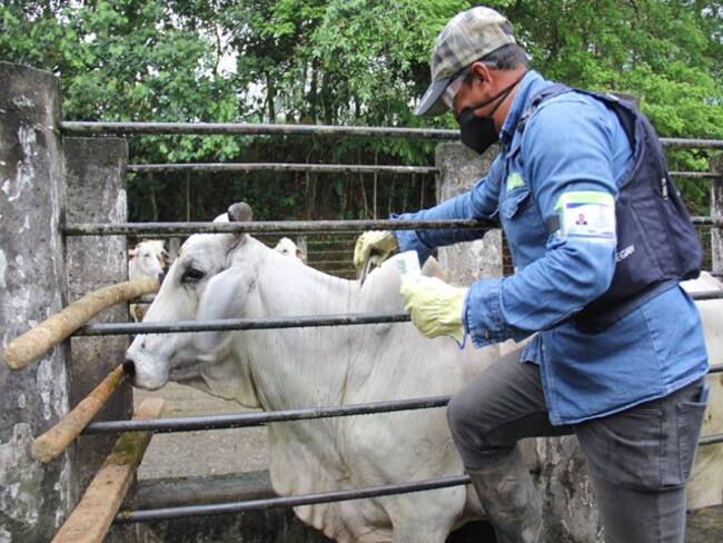 ICA suspende ciclo adicional de vacuna de fiebre aftosa en Norte de Santander. / Foto: ICA.