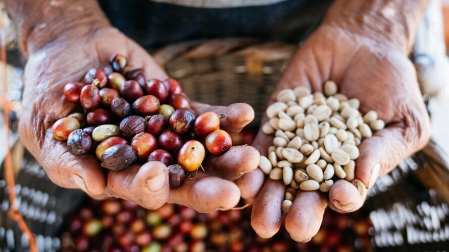 El Ministerio de Agricultura y Desarrollo Rural informó que a la fecha, la cartera no se encuentra otorgando ningún tipo de incentivo para productores o comercializadores de frijol en el país. Foto: Getty Images