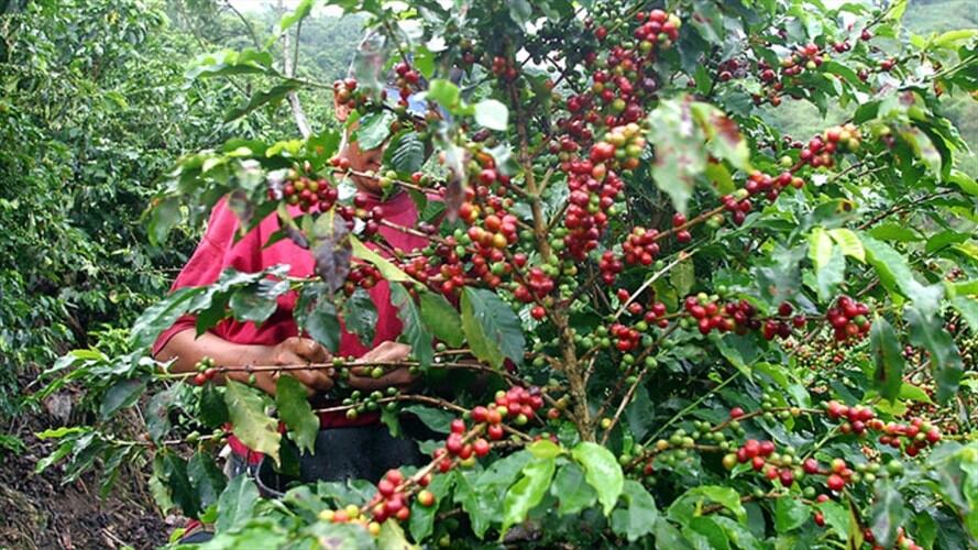 Según la Federación Nacional de Cafeteros, la producción de café cayó en noviembre. Foto: Colprensa