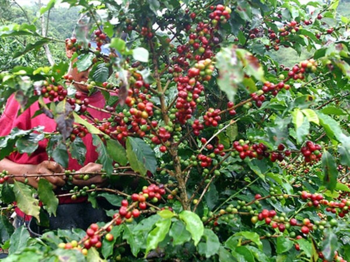 La preocupación de los cafeteros con dos puntos de la reforma tributaria