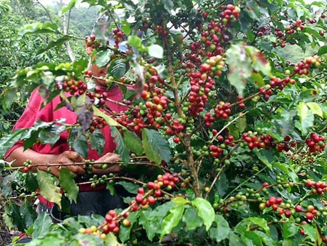 Según la Federación Nacional de Cafeteros, la producción de café cayó en noviembre. Foto: Colprensa