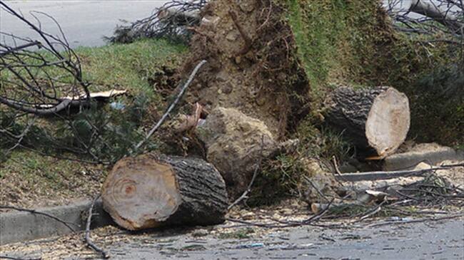 Tala de árboles en Bogotá. Foto: Colprensa