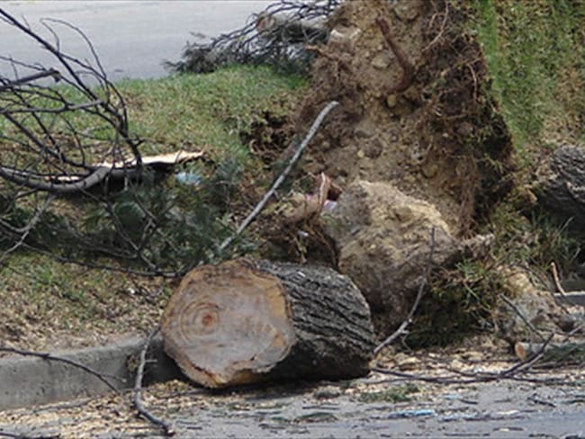 Tala de árboles en Bogotá. Foto: Colprensa