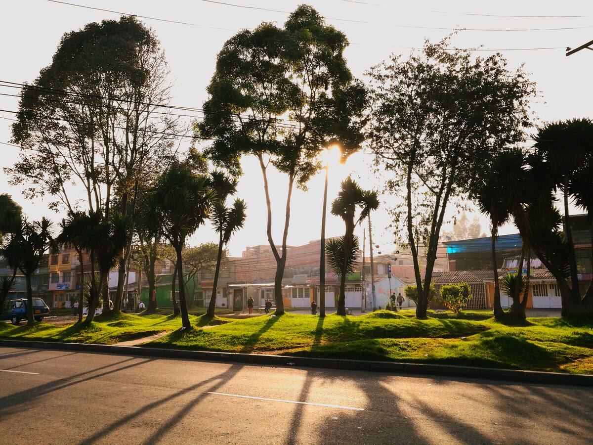 ¿Por qué se están talando árboles en el norte de Bogotá?